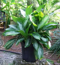 آگلونما نام علمی: (Aglaonema commutatum) یک گونه گیاهان آ