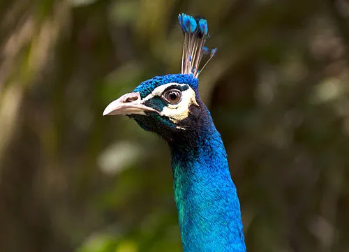 طاووس پرنده حیوانات زیبا زینتی