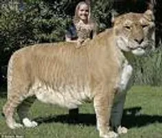 بزرگترین گربه جهان