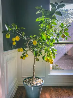 از پروژه های امسالم اینه که یک درخت خانگی لیمو پرورش بدهم