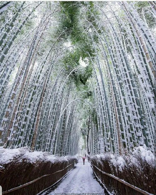 نمای زمستانی از جنگلهای بامبو در ژاپن