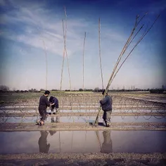 Farmers working at a paddy field in #Mazandaran, #Iran. P