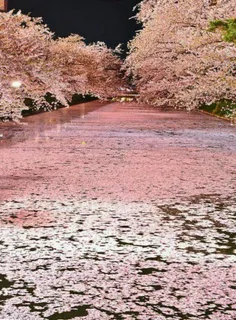 رودخانه ای در ژاپن که سطح آن با شکوفه های #گیلاس پر شده ا