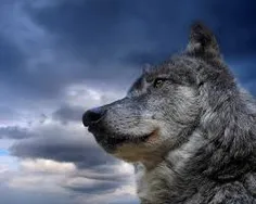 american wolf