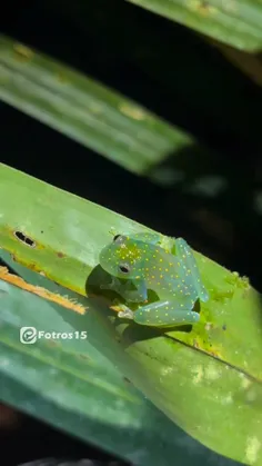 یه جوری قشنگه دلم میخواد گازش بگیرم 😁🐸