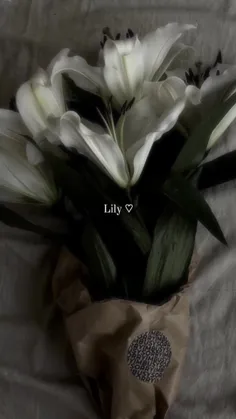 lily🥺