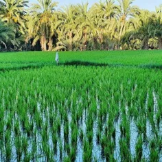 باورتون میشه بعضی جاهای بلوچستان ایران عزیز برنج کاشته می