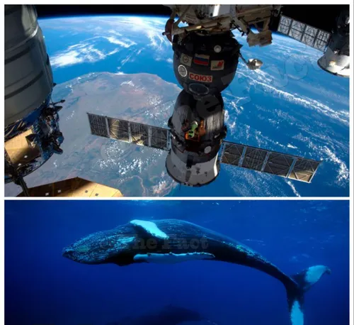 دانشمندان بریتانیایی نهنگ ها را از مدار زمین می شمارند!