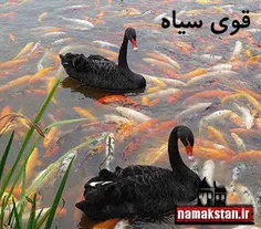 چه خوشمل