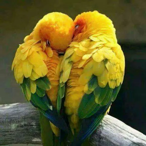 عشق بازی پرندها