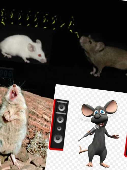 موش های نر برای جلب توجه موش های ماده آواز عاشقانه می خوا