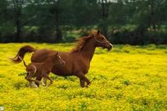 چرا بچه‌های چهارپایان بلافاصله بعد از تولد روی پایشان می‌