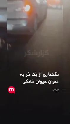 فکر کنم حیوون خانه گیشه پناه برتو