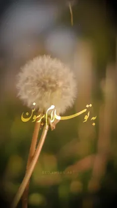 ولادت باسعادت امام زمان [عج] مبارک باد. ❤️🌱