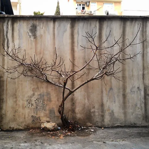 dailytehran street tree wall winter city world saveworld 