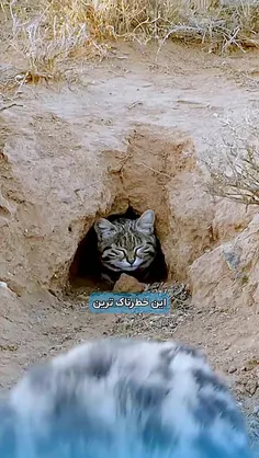 گربه پاسیاه (Black-footed cat) که گربه خالدار کوچک نیز نا
