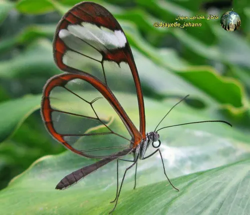 بال شیشه ای به عنوان یکی از عجیب ترین و زیبا ترین گونه ی 
