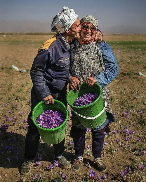 عشق در مزرعۀ زعفران :)