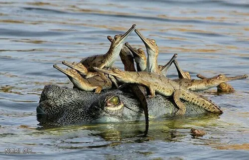 آخ جون بچه ها یه مهمونی دیگه....