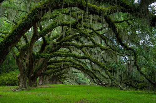 کارولینای جنوبی میزبان خیابانی از درختان بلوط قدیمی است.