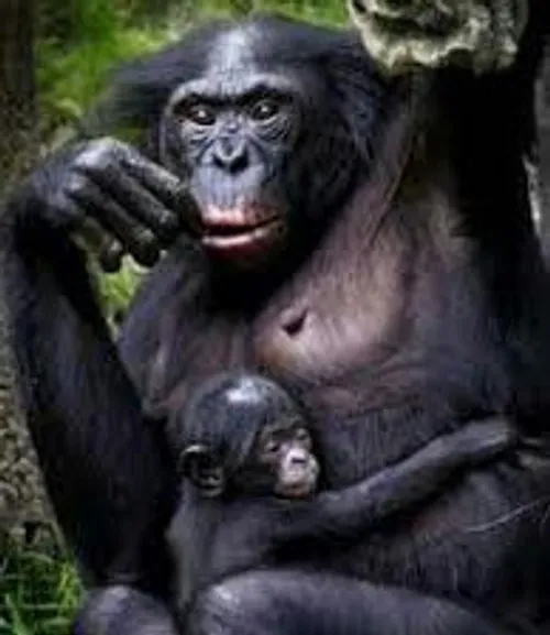 یه بچه شامپانزه از مادرش پرسید :