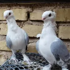 من کبوتر ها را خیلی دوست دارم!♥♥♥♥♥♥♥♥♥♥♥♥♥♥♥♥♥♥♥