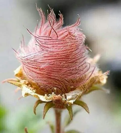 گل رز کمیاب