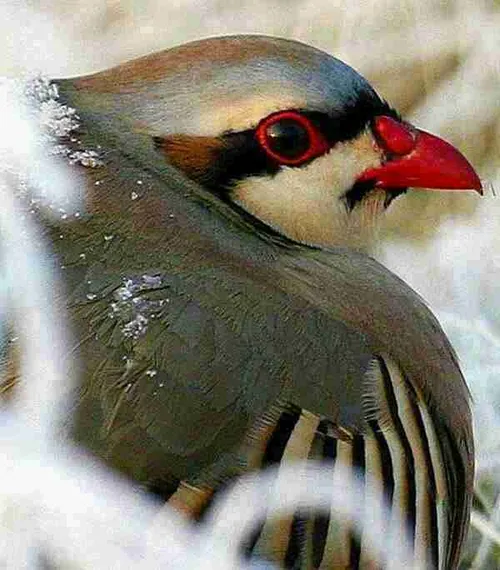 میدونید به کردی به این پرنده خوشکل چی میگن؟