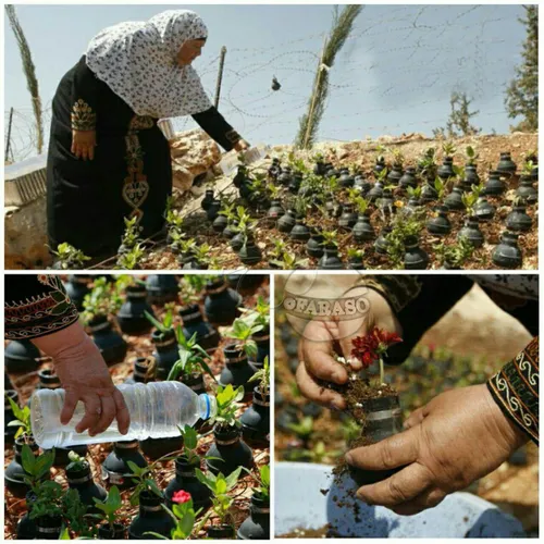 زن کشاورز فلسطینی که پوکه های گلوله های گاز اشک آوری را ک