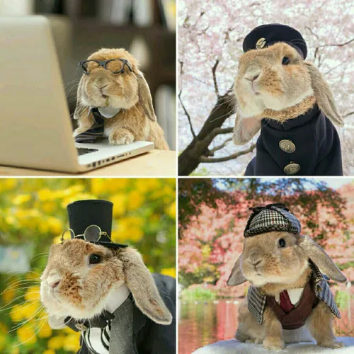"پیتر" خرگوش نری است که افتخار خوشتیپ ترین حیوان جهان نصی
