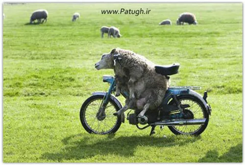 پیشرفت علم و گوسفندان موتورسوار.....