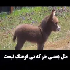 هیچ خری را خر نکرده دربَدر