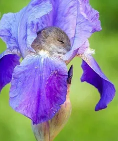 بعضی از موش های صحرایی در#روسیه درون#گل به خواب میروند