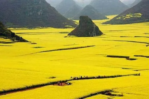 مزرعه گل کانولا در چین که یکی از زیباترین جلوه های طبیعی 