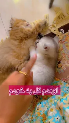 آخرین پستی که گذاشتم متأسفانه من دیگه نمیخوام فعالیت کنم 