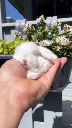 منم خرگوش میخوام 🤍🤍