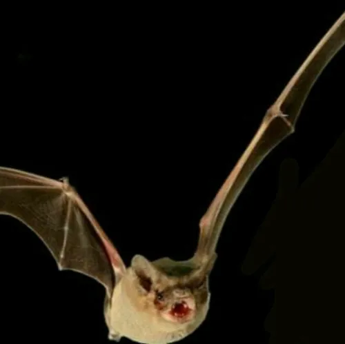 خفاش بدون دم برزیلی سریع ترین جانداری است که بر روی کره ز