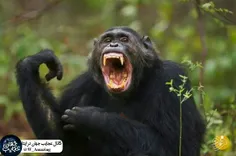 🌍 بر اساس مشاهدات گروهی از دانشمندان، #شامپانزه‌ها حشرات 