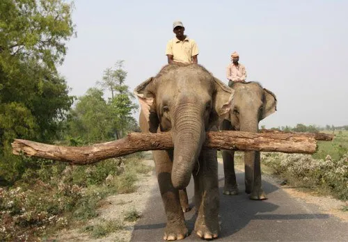 یک فیل در هندوستان، هنگامی که به مزرعه داران برای بلند کر