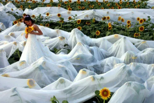 لباس عروس بی انتها! یک بانوی چینی رکورد بلندترین لباس عرو
