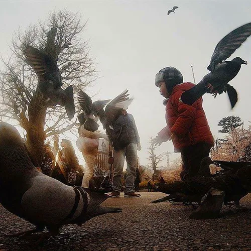 Toddler play with doves in front of foreground of Asakusa