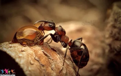 آب خوردن مورچه