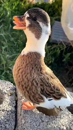 اردک آنکونا Ancona duck نژادی از اردک اهلی است که با الگو