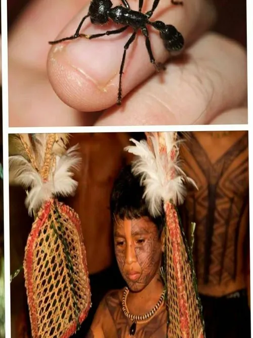 مورچه گلوله زن در پاراگوئه و هندوراس یافت می شود. نیش درد