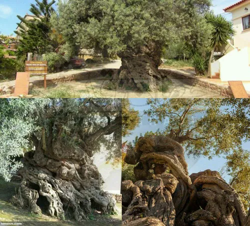 درخت زیتون 2000 ساله معروف به درخت Vouves در یونان قدیمیت
