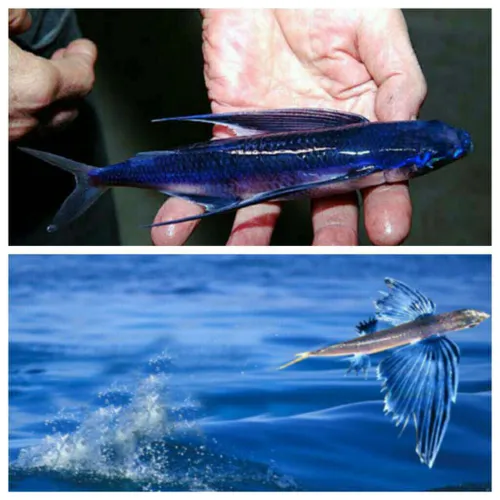 یکی از شگفت انگیزترین جانداران،پرنده ماهیها هستند که قادر