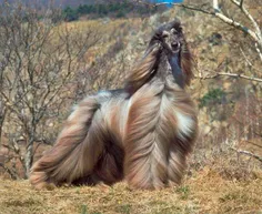 سگ تازی افغان