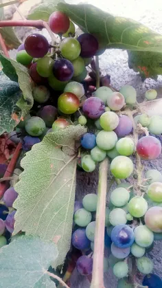 🍇😝😋