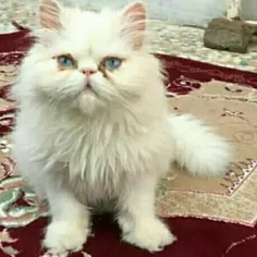 اینم پیشی های ملوسه من، با بچه ی خوشگلش🐈🐈😍😍😘