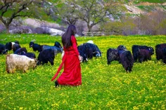 طبیعیت بکر و دست نخورده زیبای کردستان
